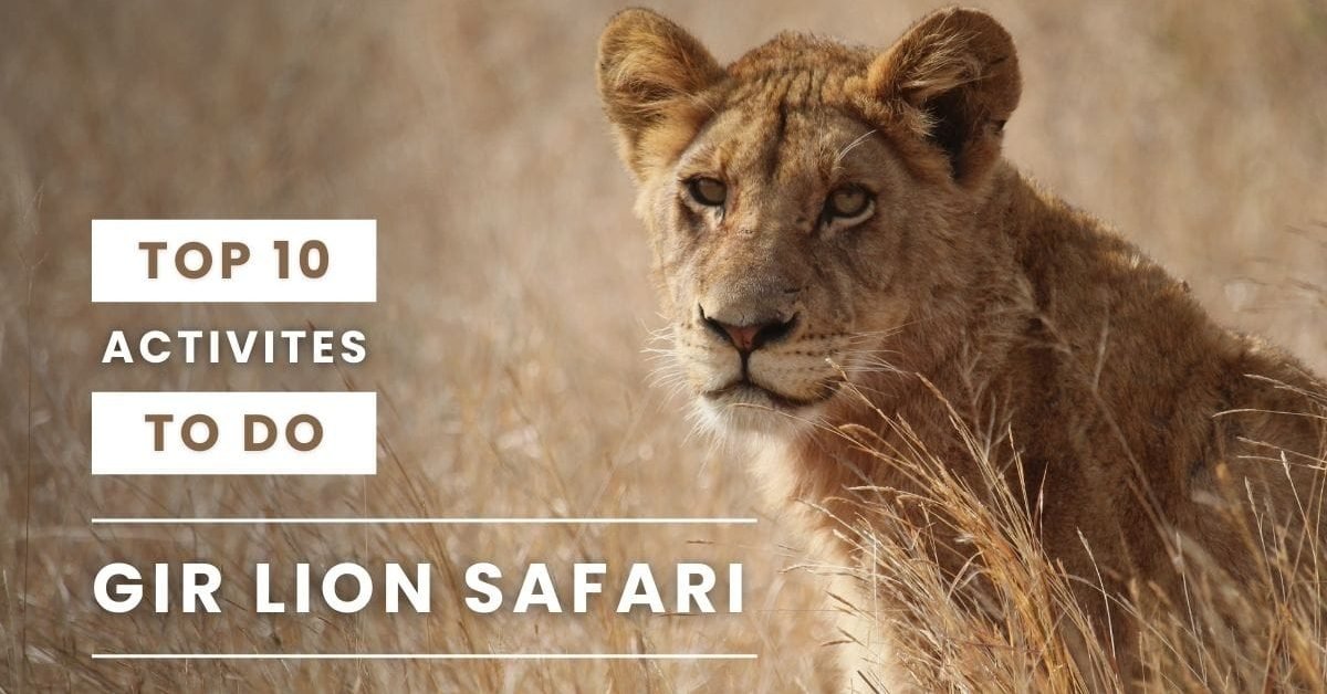 Top 10 Activities to Do in Gir Lion Safari