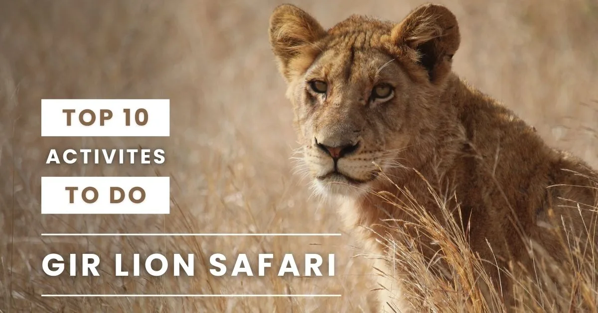 Top 10 Activities to Do in Gir Lion Safari