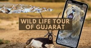 Wild Life Tour of Gujarat