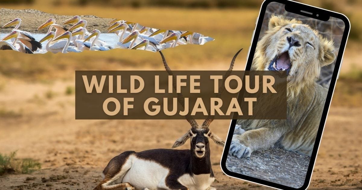 Wild Life Tour of Gujarat