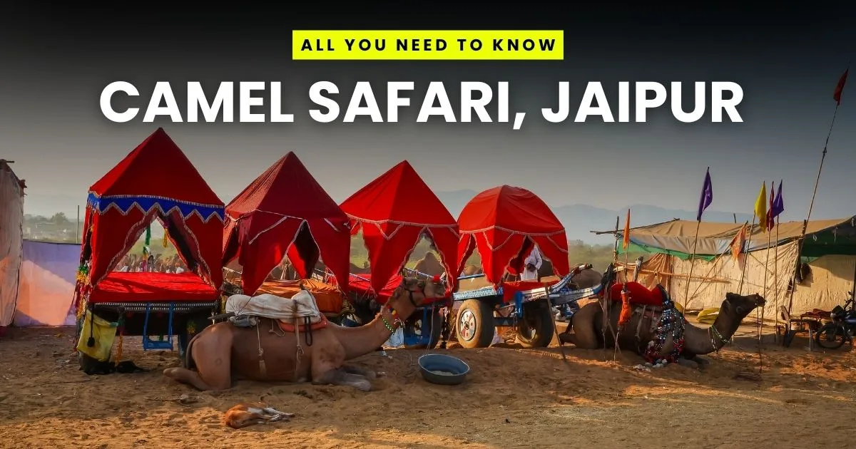 Camel Safari in Jaipur