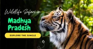 Madhya Pradesh Wildlife Tour Package