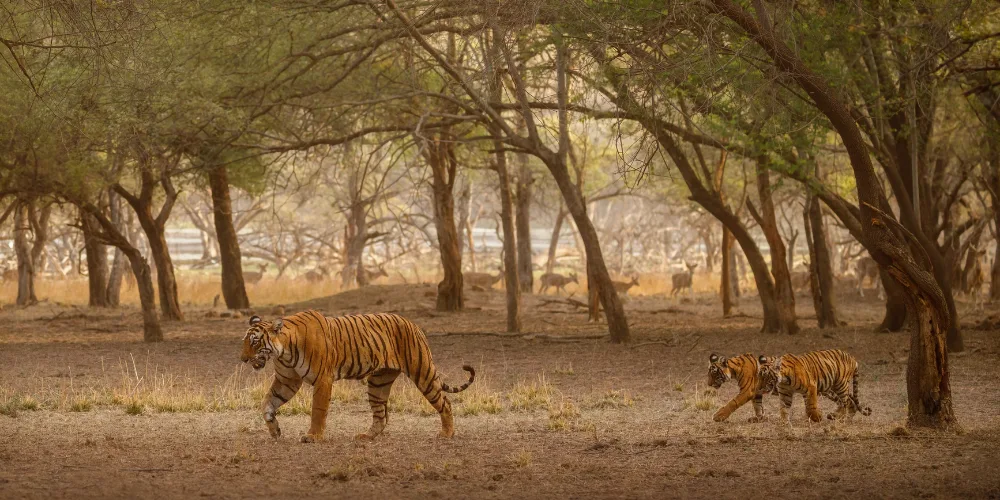 Sundarbans National Park
