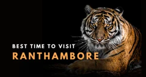 Best Time to Visit Ranthambore