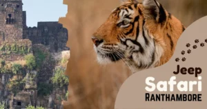 Jeep Safari, Ranthambore – All You Need To Know