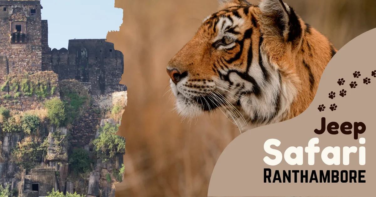 Jeep Safari, Ranthambore – All You Need To Know