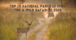 Top 10 National Parks in India for a Wild Safari in 2025