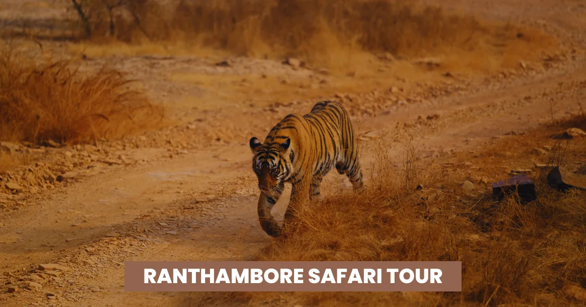 Ranthambore Safari Tour